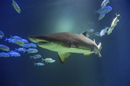 Ocean Wonders: Sharks! to Open Sat., June 30 at WCS's New York Aquarium